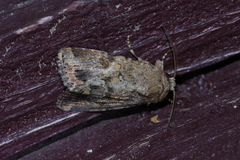 Spodoptera pecten