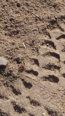 Pseudomethoca anthracina