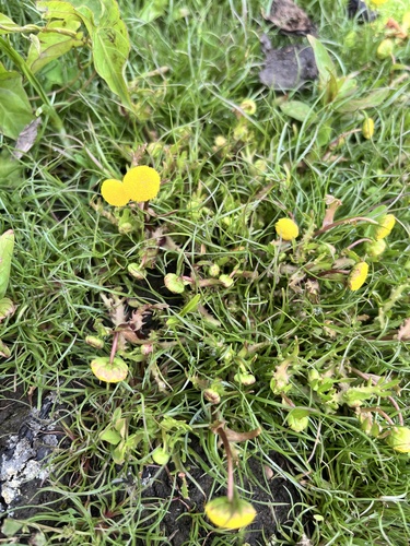Cotula coronopifolia iNat (1)