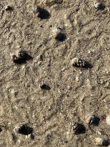 Salinator fragilis observed 2025-06-01