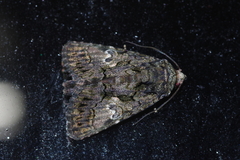 Aedia leucomelas