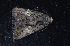 Aedia leucomelas