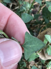 Chenopodium trigonon stellulatum