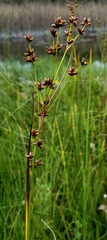 Cladium mariscoides
