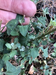 Chenopodium trigonon stellulatum