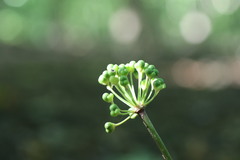 Allium tricoccum