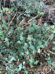 Chenopodium trigonon stellulatum