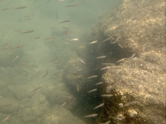 Parioglossus dotui