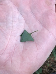 Chenopodium trigonon stellulatum