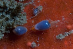 Gibberula dulcis