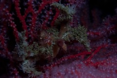 Achaeopsis spinulosa