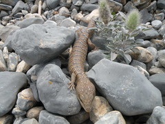 Gerrhonotus lugoi
