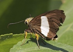 Coeliades forestan forestan