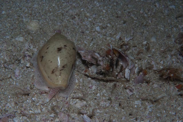 Marginella san