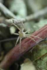 Pisaurina