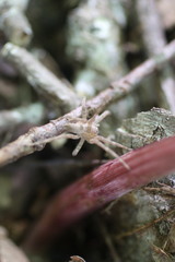 Pisaurina