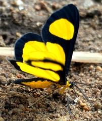 Cyllopoda jatropharia