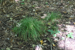 Carex jamesii