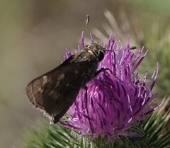 Atalopedes campestris huron