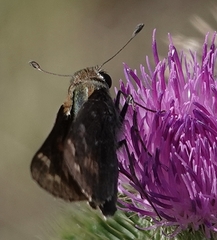 Atalopedes campestris huron