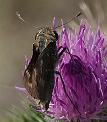 Atalopedes campestris huron