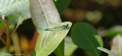 Ischnura cervula