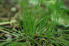 Carex radiata