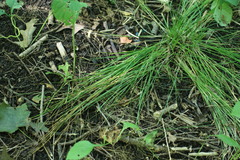 Carex radiata