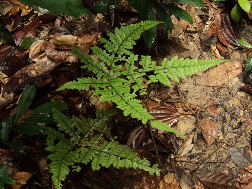 Dryopteris dicksonioides observed 2025-05-31