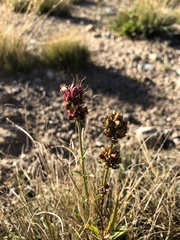 Triantha occidentalis