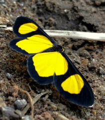 Cyllopoda jatropharia