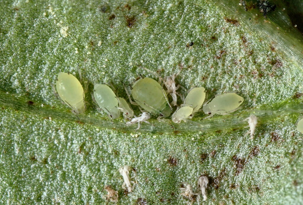 Aphis origani