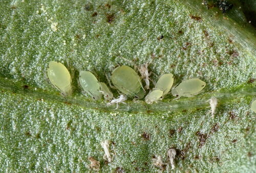 Aphis origani