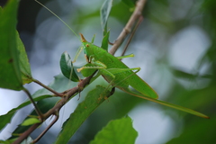Copiphora longicauda