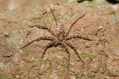 Heteropoda procera