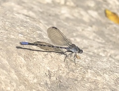 Argia immunda