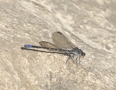Argia immunda