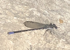 Argia immunda
