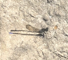 Argia immunda