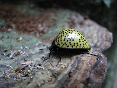 Aegithus burmeisteri