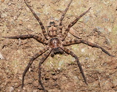 Heteropoda procera