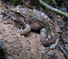 Leptodactylus petersii