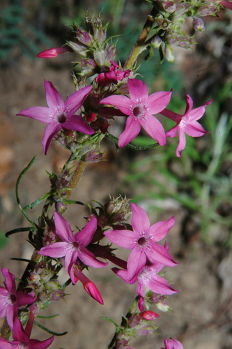 Holy Ghost Ipomopsis (Ipomopsis sancti)
