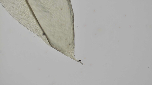 Buckiella draytonii