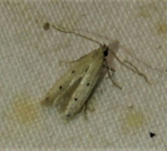 Numata bipunctella