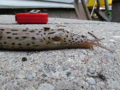 Limax maximus