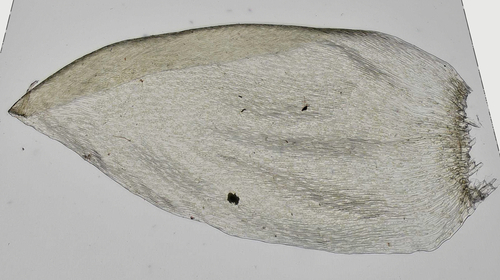 Buckiella draytonii