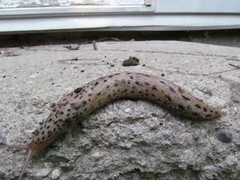 Limax maximus