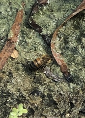 Apis mellifera