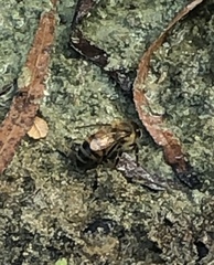 Apis mellifera